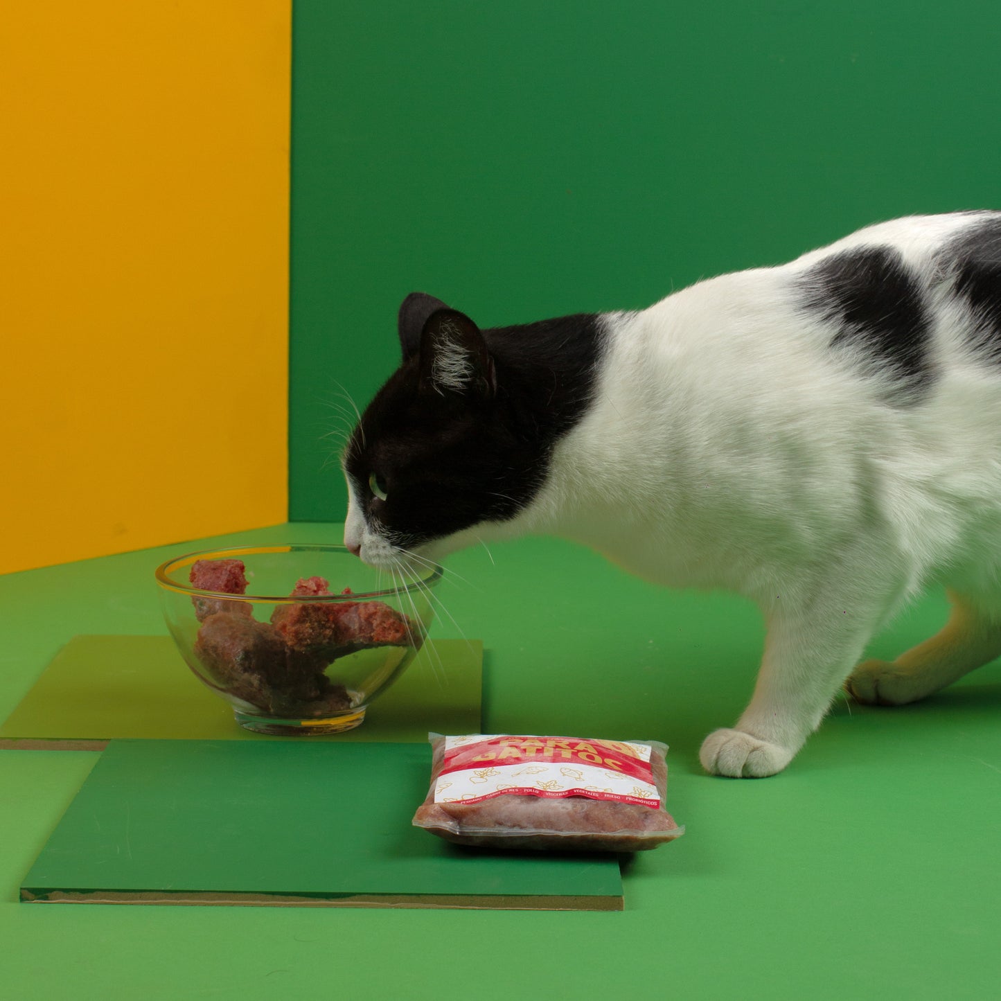 Combo iniciación gatitos